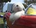 The Dog