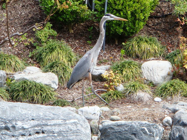 064 Heron